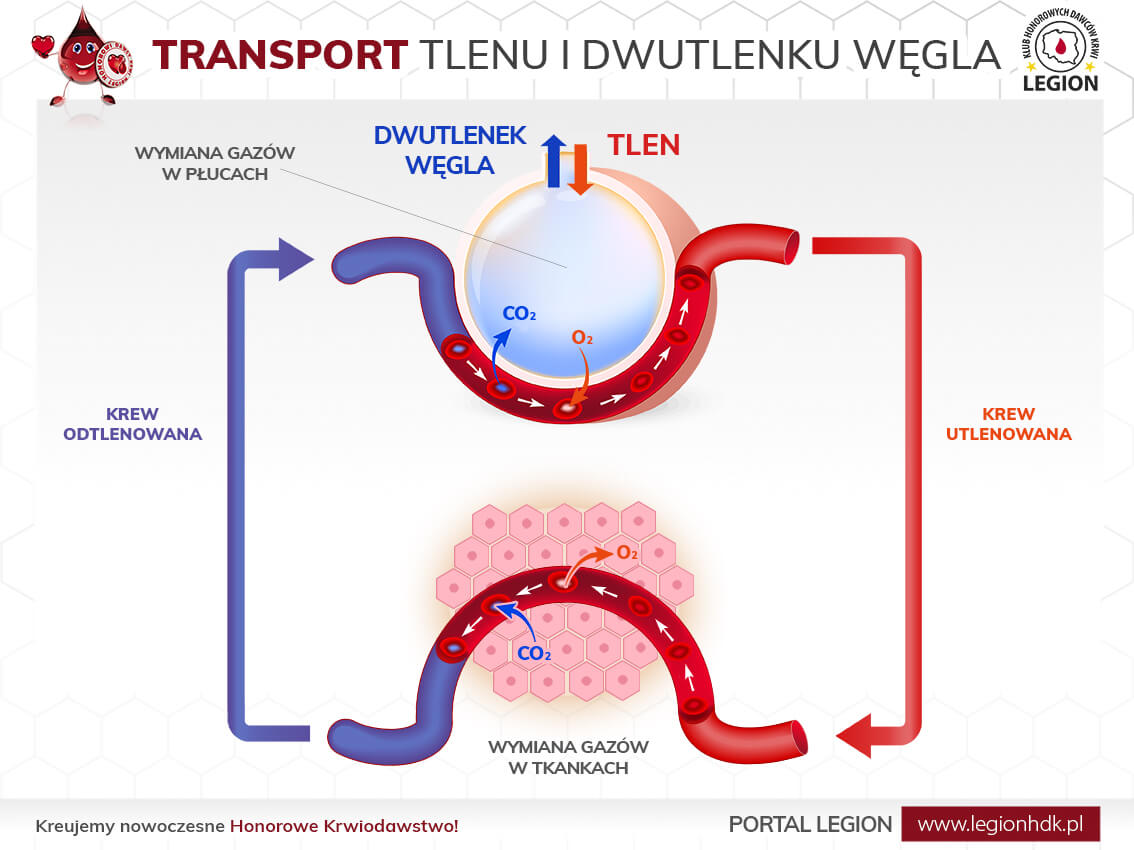 transport tlenu dwutlenku wegla hemoglobina krwiodawstwo oddaj krew klub legion legionhdk